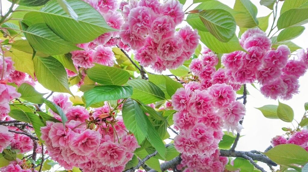 鮮やかなピンクの花の木